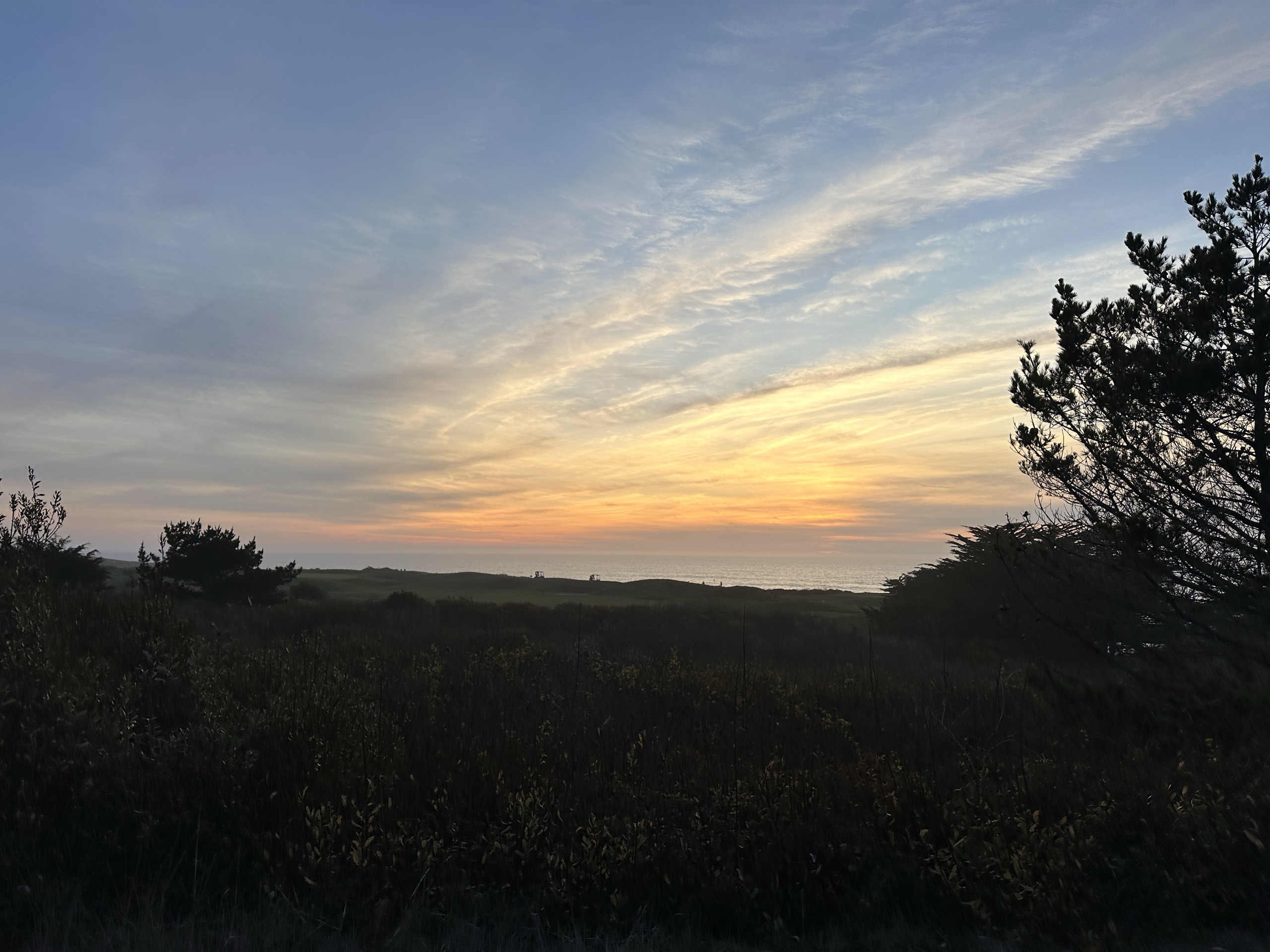 Pacific Ocean sunset seen from a grassy bluff with a dark cypress silhouetted on the right