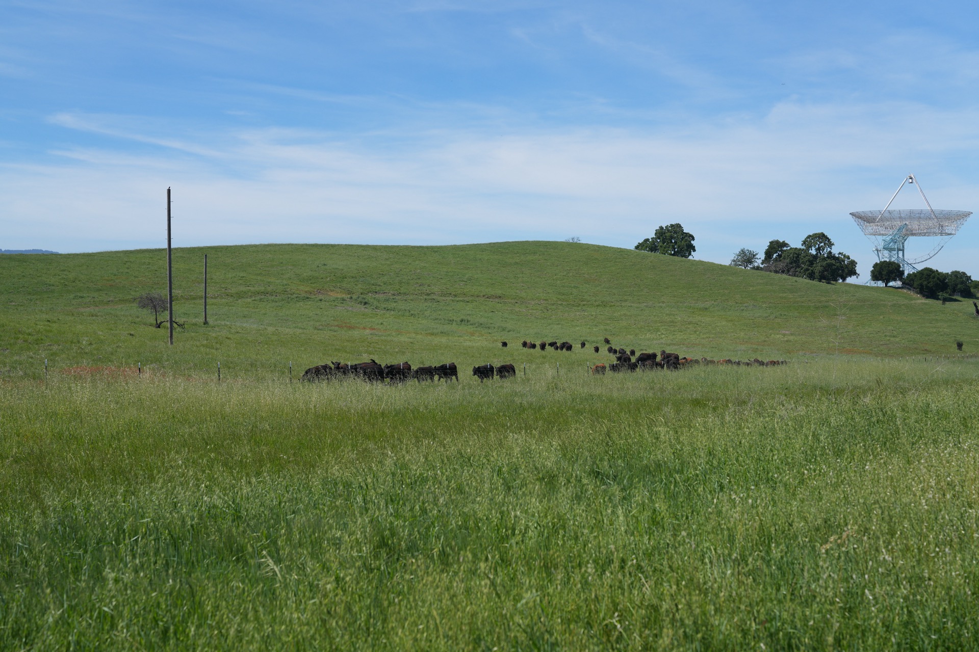 A large herd of black cattle grazing on vivid green hills, the Stanford Dish radio telescope visible on the ridge to the right