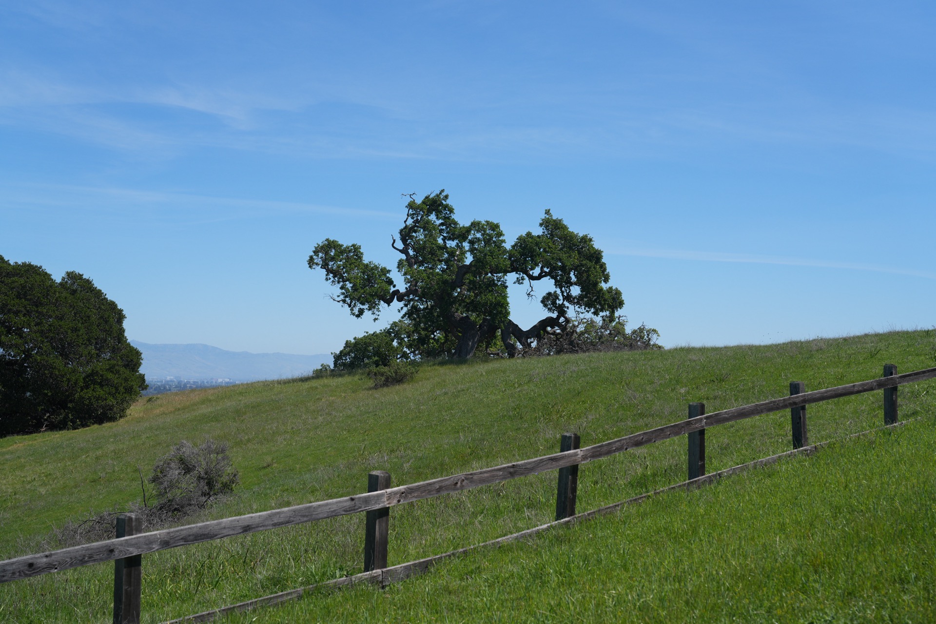 A solitary gnarled oak tree on a green hillside, hazy hills and the Bay beyond