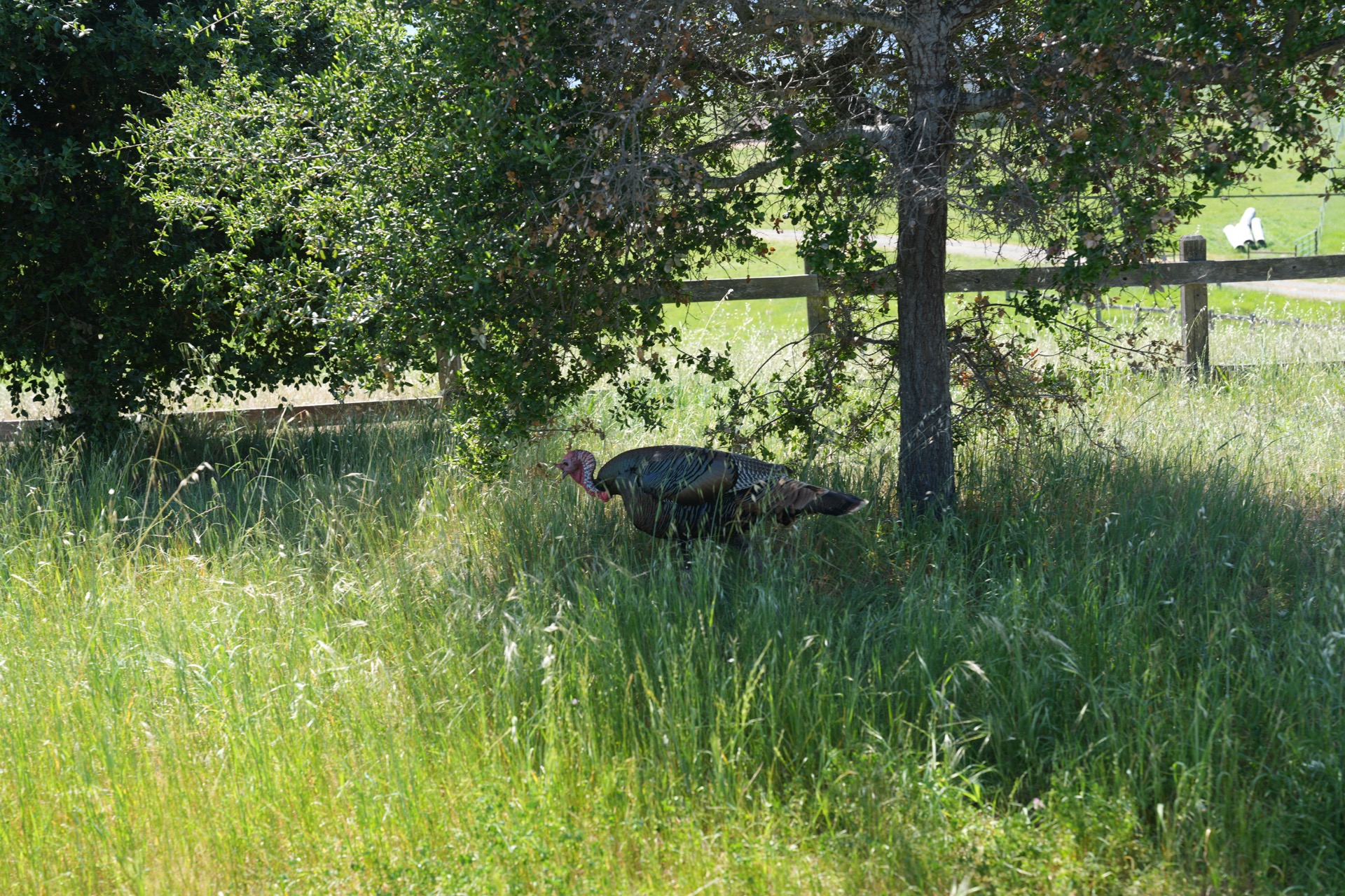 A wild turkey foraging in tall grass beside a wooden fence, completely unaware of being photographed