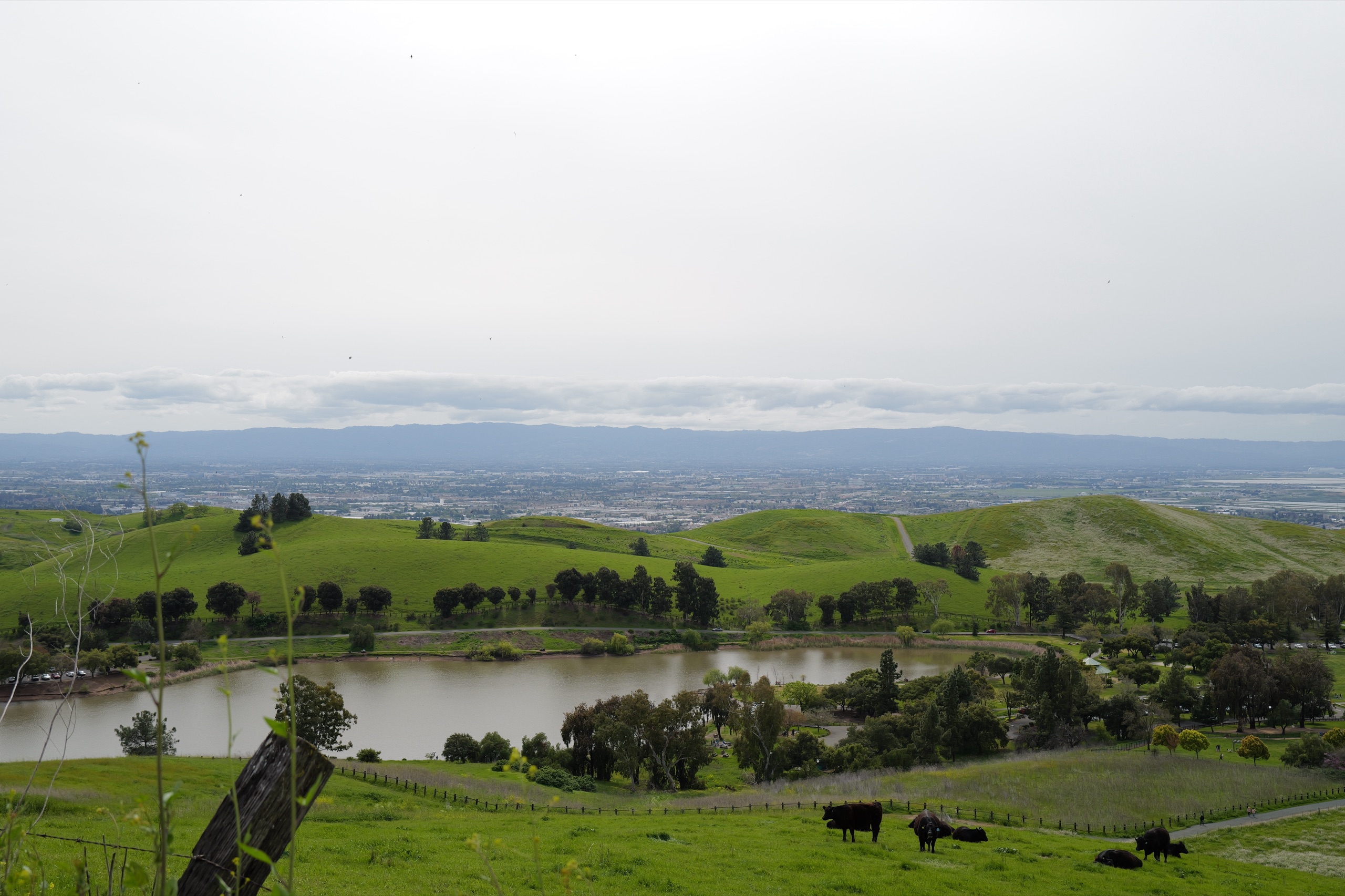 A wide South Bay panorama from the slopes of Ed Levin β a small reservoir, black cattle in the foreground, the hazy outline of the South Bay beyond