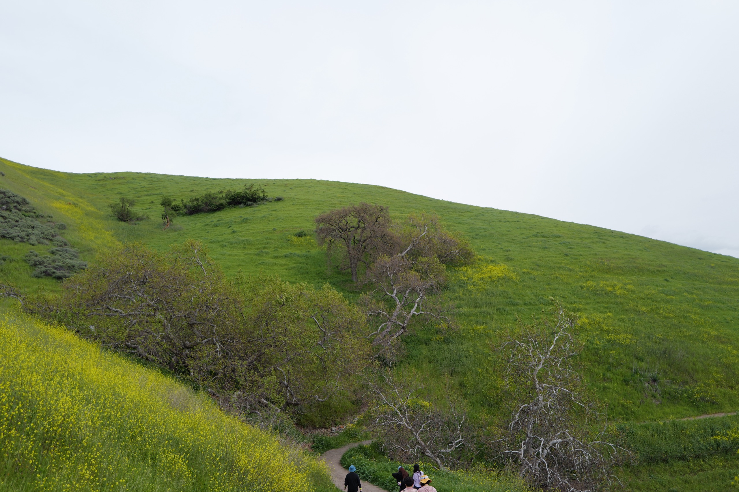 A grass-covered hillside with scattered yellow flowers and a few trees, hikers visible on a small trail in the foreground