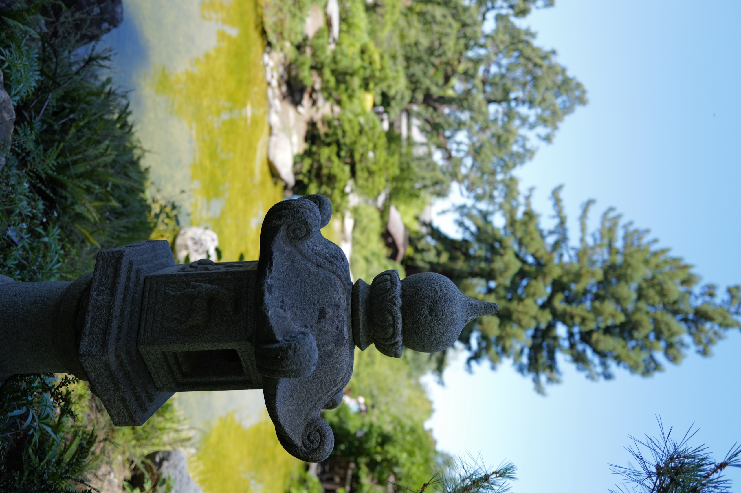A weathered stone lantern in the foreground with the moss-edged pond and a tall cedar in the background