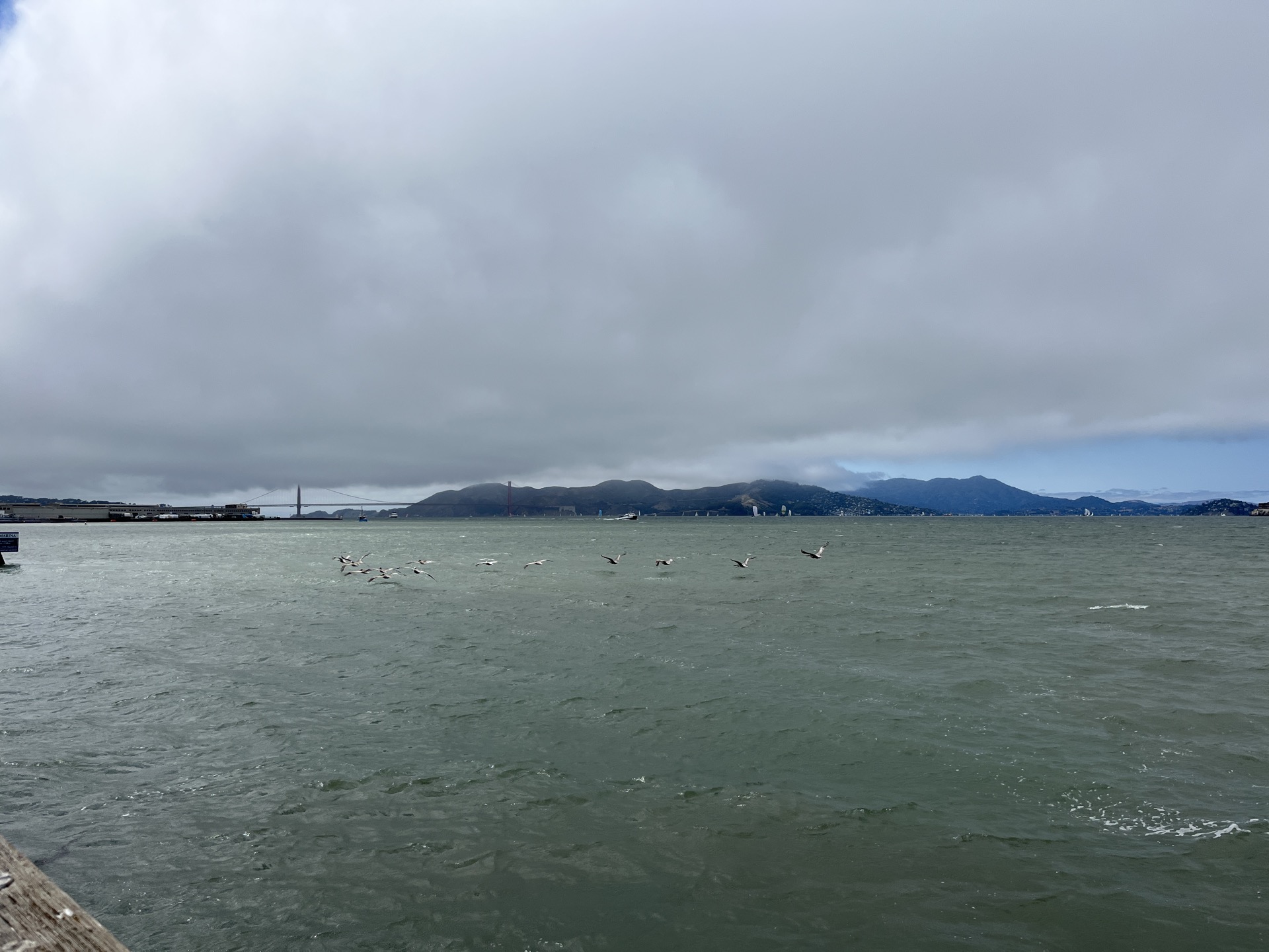 San Francisco Bay with a flock of seagulls in flight, Golden Gate Bridge faint through the mist, Marin Headlands beyond