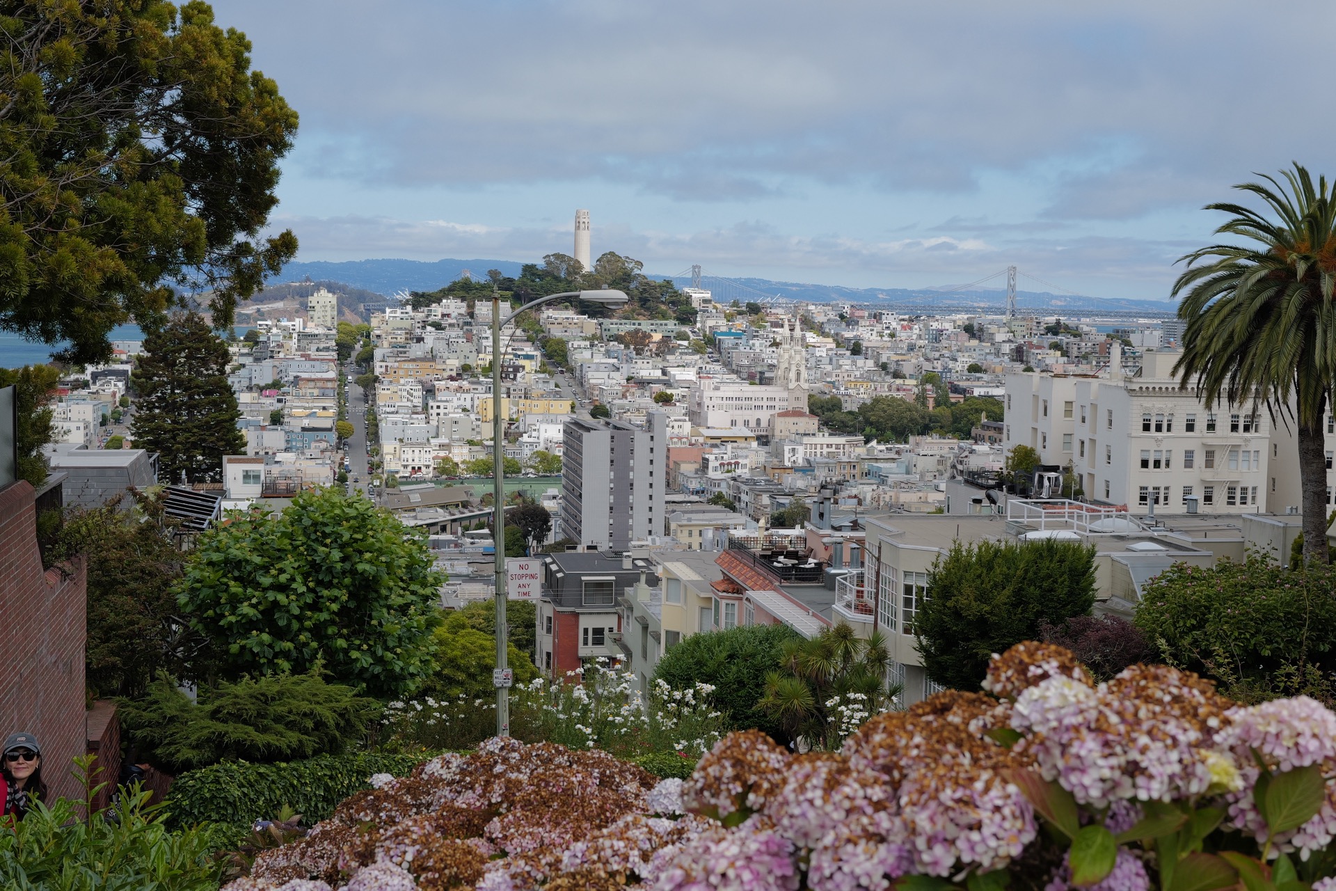 Lombard Street in bloom — pink hydrangeas line the famous crooked road as San Francisco's skyline and the bay stretch out behind