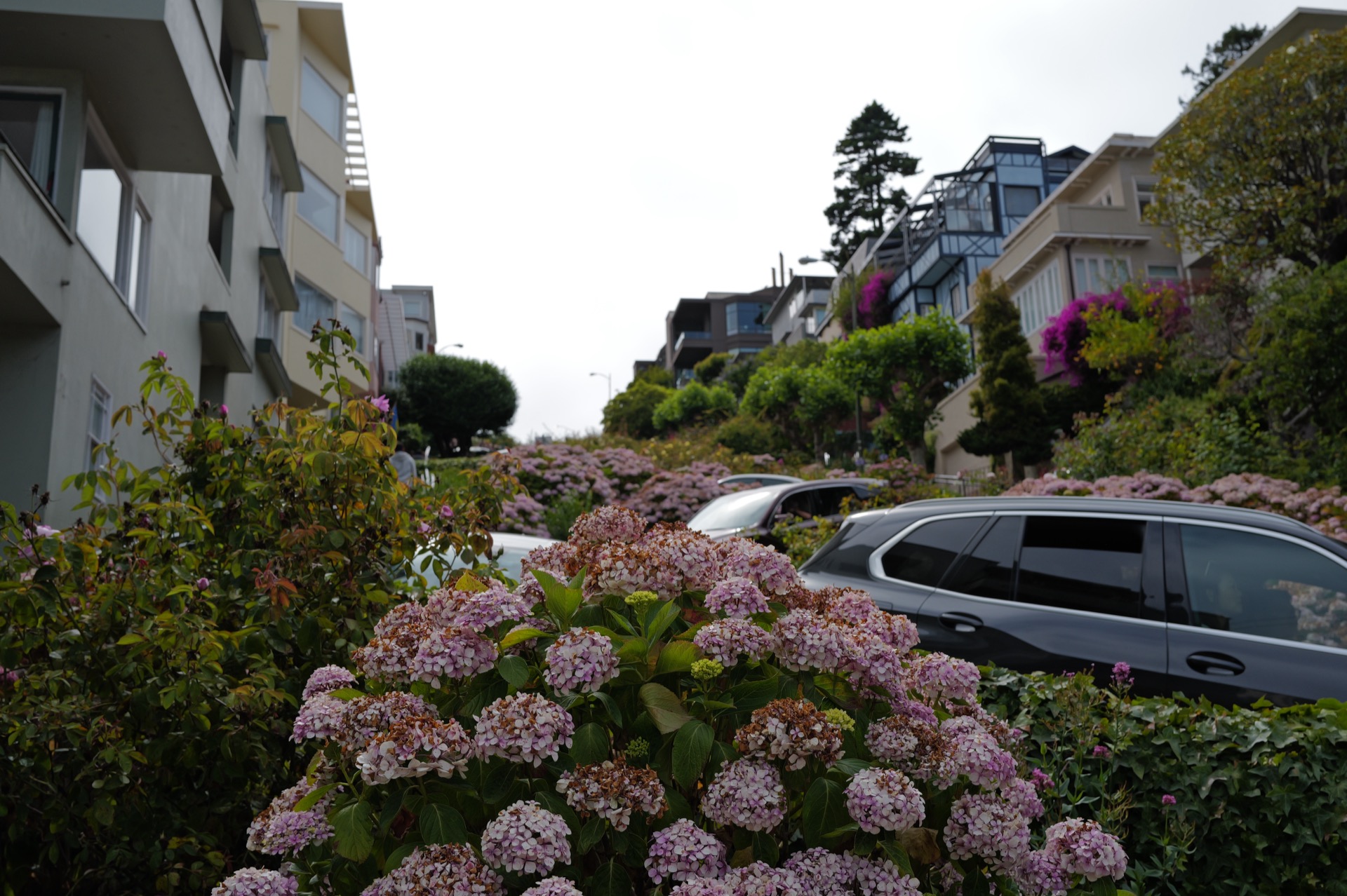 Pink hydrangeas in full bloom along Lombard Street, cars winding down the red-brick switchbacks behind them