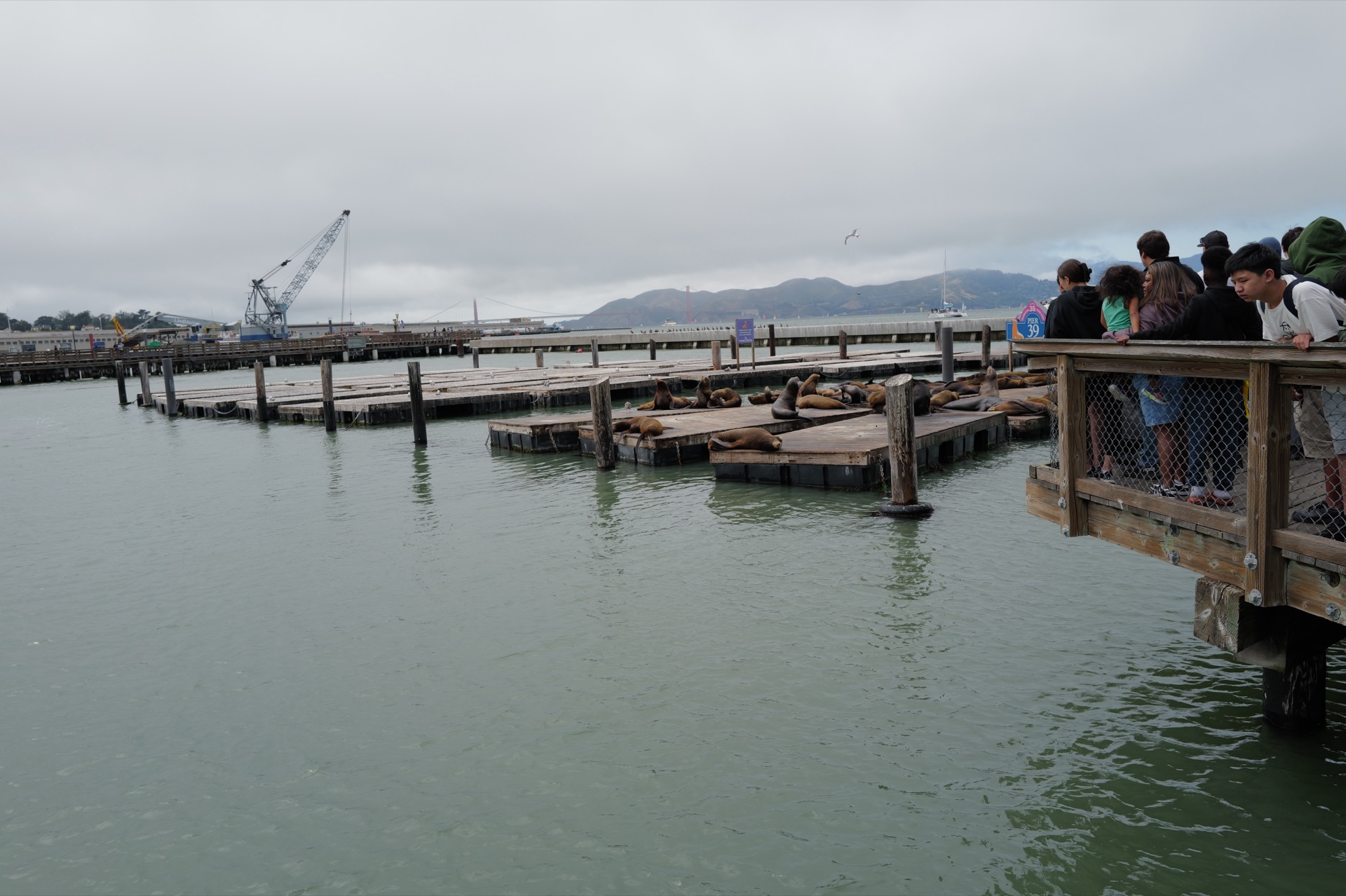 Dozens of California sea lions lounging on the floating docks at Pier 39, tourists watching from the railing above